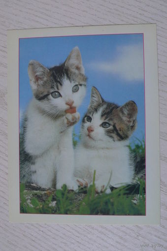 Котята; ~1990-е, чистая, МФЦП, Беларусь.