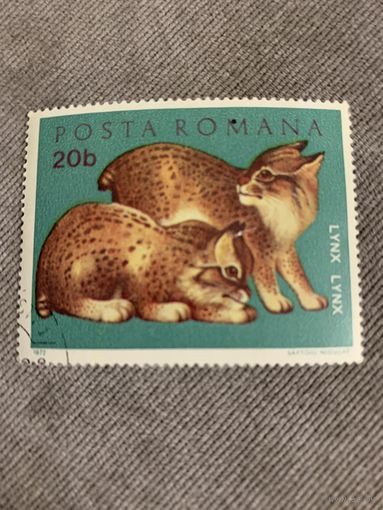 Румыния 1972. Рысята. Марка из серии