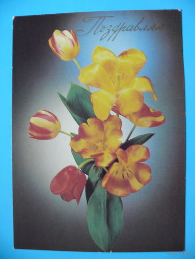 Киндрова Д.(фото), Поздравляю! 1987, чистая.