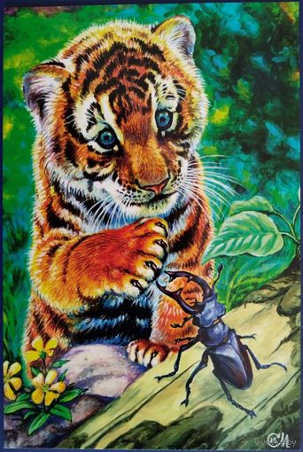 Тигренок. М.Соловьев. Россия. 2017 г.