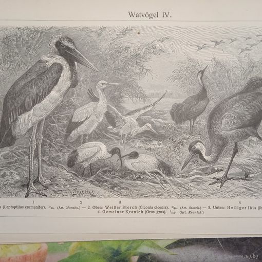 Watvogel . Энциклопедическая гравюра Германия конец 19века 24х16см.