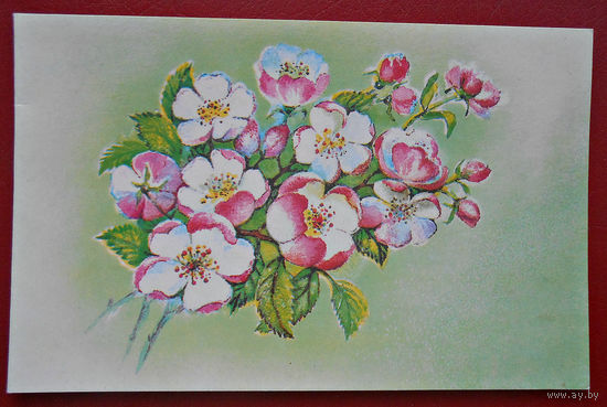 Открытка СССР, 1992(!)г., цветы