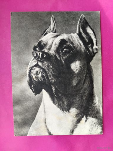 Боксёр. Чистая. 1968 года. Фото Елисеева. 2551.