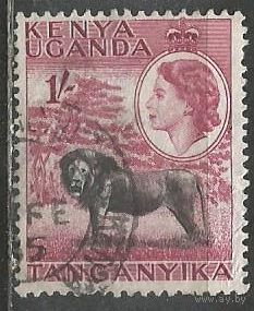 Кения Уганда и Танганьика. Королева Елизавета II. Лев. 1954г. Mi#100.