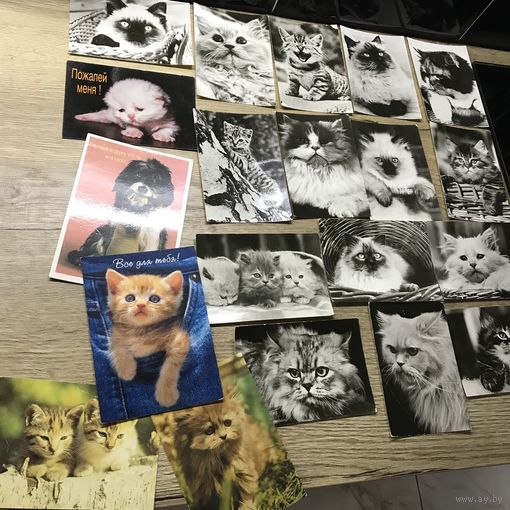Коты.цена за все.