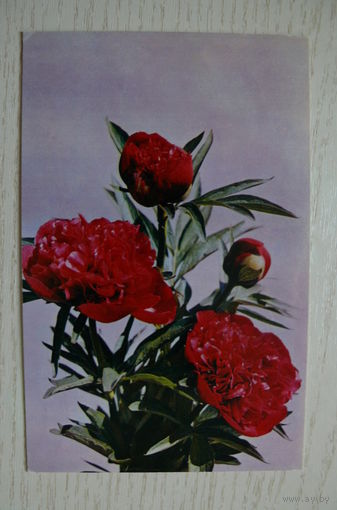 Шагин И., Пионы; 1973, подписана (размер 9*14).