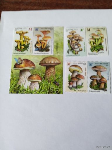 Беларусь  2024  6 м грибы
