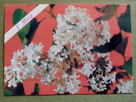 Геодаков 1989 1 Мая! чистая сирень