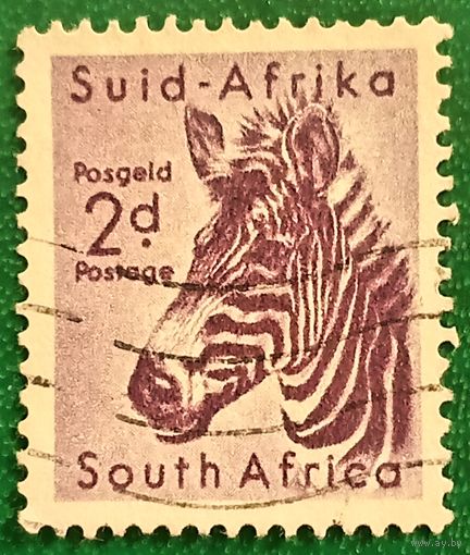 Южная Африка 1954. Горная зебра