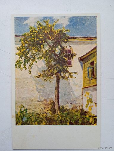 1947. Соколов. Яблоня