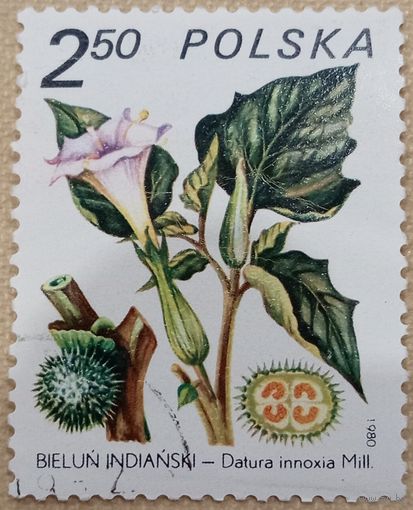 Польша 1980. Флора. Цветы. Datura  innoxia. Марка из серии