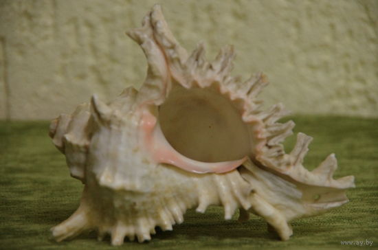 Морская  раковина   ( ширина 14 см , высота 11,5 см )