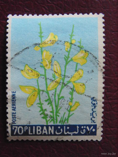 Ливан. Цветы.