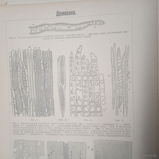 Древесина.          Энциклопедическая гравюра СПБ. 19-20века .19х14см