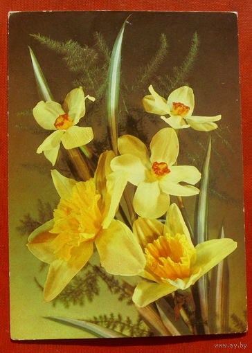 Цветы. Чистая. 1989 года. Дергилева. *87.