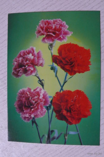 Костенко Г., Гвоздики, 1985, чистая.
