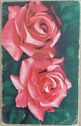 Открытка Розы фото ГеодаковаА. 1968 чистая