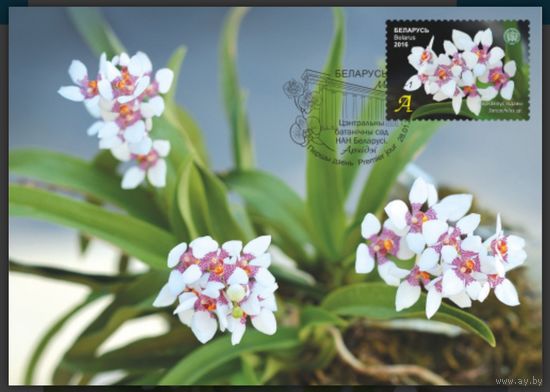 Картмаксимум "Орхидея"