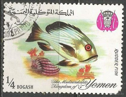 Йемен(королевство). Рыбы. Серый Кифоз. 1967г. Mi#324.