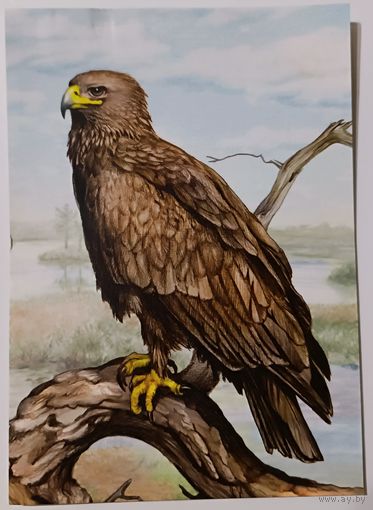 Большой подорлик. Открытка