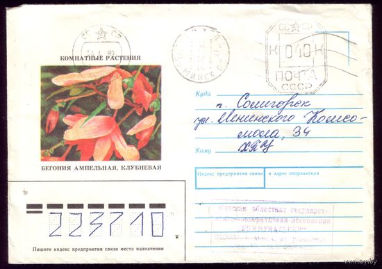 Бегония клубневая