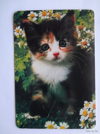 Календарик 1997 г. Котенок и ромашки.