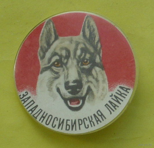 Западносибирская лайка. 241.