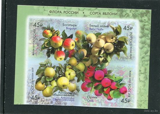 Россия 2019. Флора. Яблоки. Верхний квартблок листа