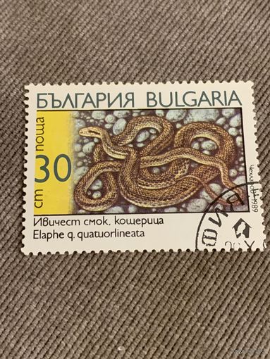 Болгария 1989. Змеи. Elaphe quatuorlineata. Марка из серии