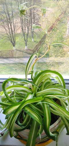 Хлорофитум кучерявый.