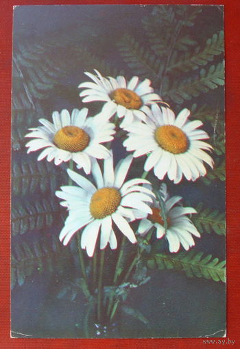 Ромашки. Чистая. 1975 года. Фото Данилкина. #364.