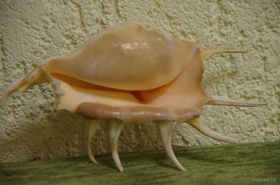 Морская  раковина   ( ширина 16 см , высота 10,5 см )