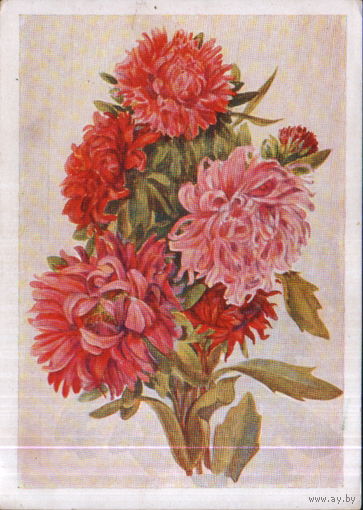 Чистая открытка 1959г. "Астры" худ. В. Морозова