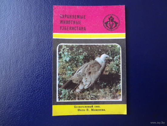 Календарик 1988 г.  Охраняемые животные Узбекистана.  Белоголовый сип.