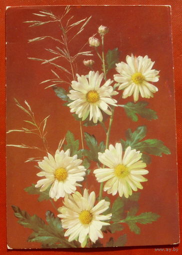 Цветы. Чистая. 1989 года. Дергилева. *8.