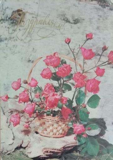 Открытка Розы Фото Круцко Б. 1975