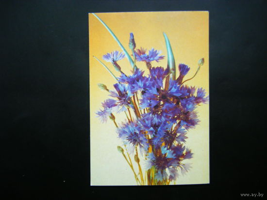 Открытка 1992г. из СССР.