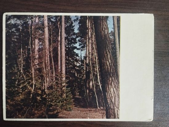 Белавежская пушча. Чистая.