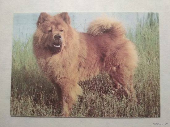 Карманный календарик. Собака.1993 год