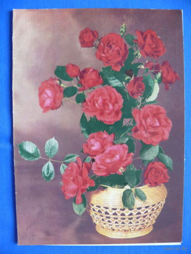 Фото Б. Круцко, Роза, 1990, двойная, чистая.