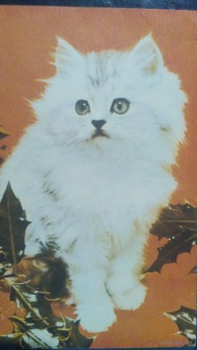 Открытка. Поздравляем. Котенок. (1)