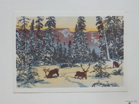 Мешков олени 1966   10х15  см