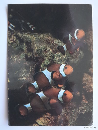 Календарик 1993 г. Рыбы.