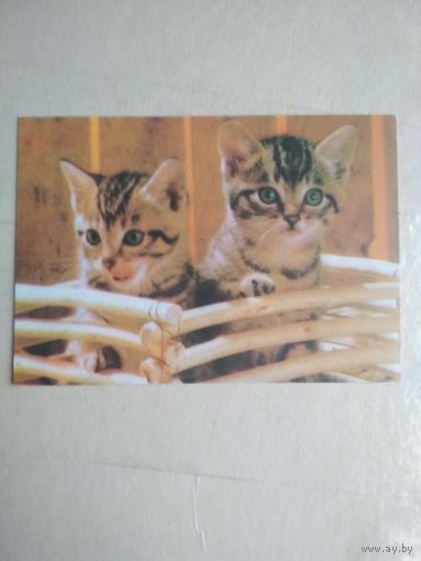 Карманный календарик. Кошки . 1996 год