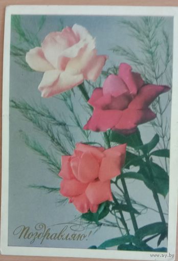 Открытка Розы фото Якименко Р. 1977