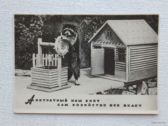 Ашкинезер аккуратный наш енот 1957  9,5х14 см