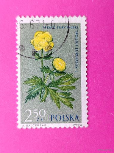 Польша. Цветы. ( 1 марка ) 1962 года. 4-8.