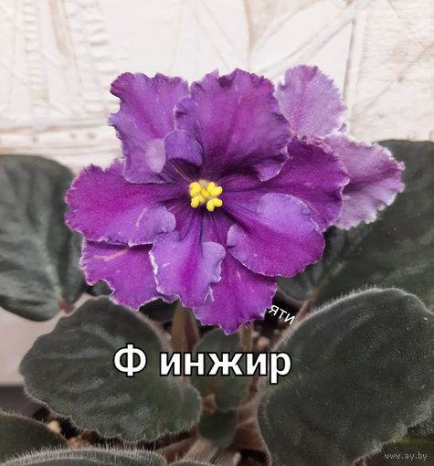 Фиалка Ф инжир молодая розетка с фото