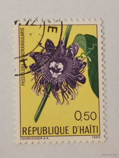 Гаитянские цветы - Страстоцвет четырёхгранный (Passiflora quadrangularis)