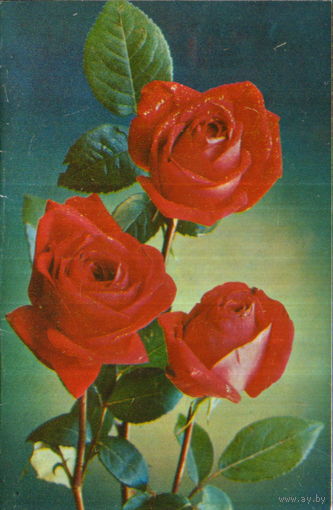 Чистая двойная открытка 1977г. "С днем рождения! Розы" фото Г. Костенко